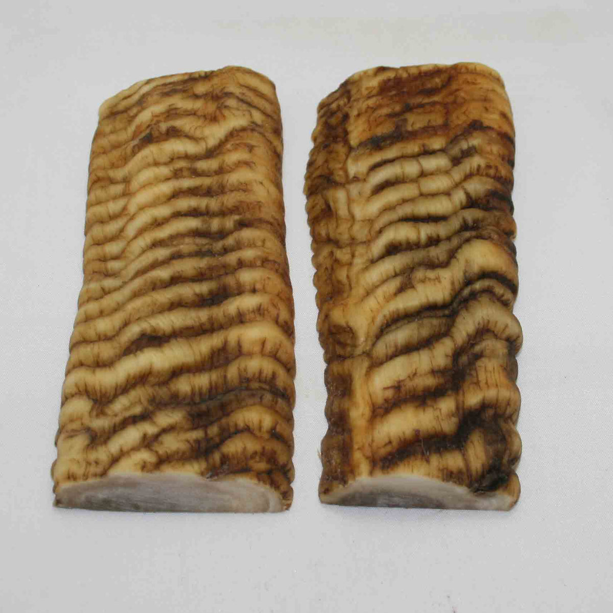 NB902MMA66 Merino Ram Horn Scales LARGE