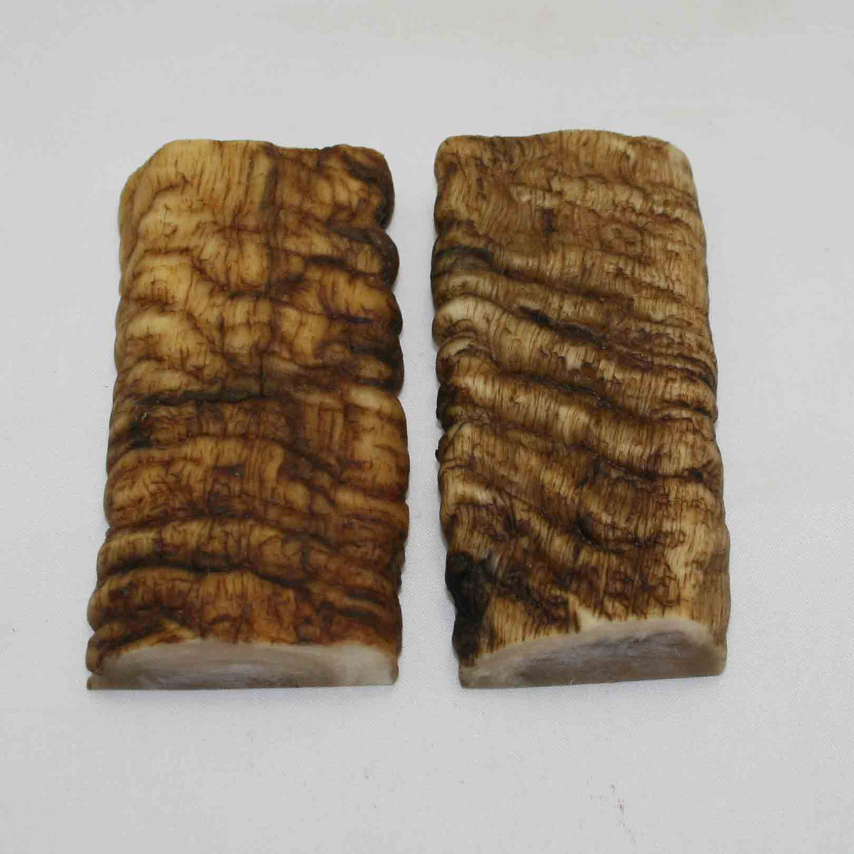 NB902MMA6 Merino Ram Horn Scales LARGE