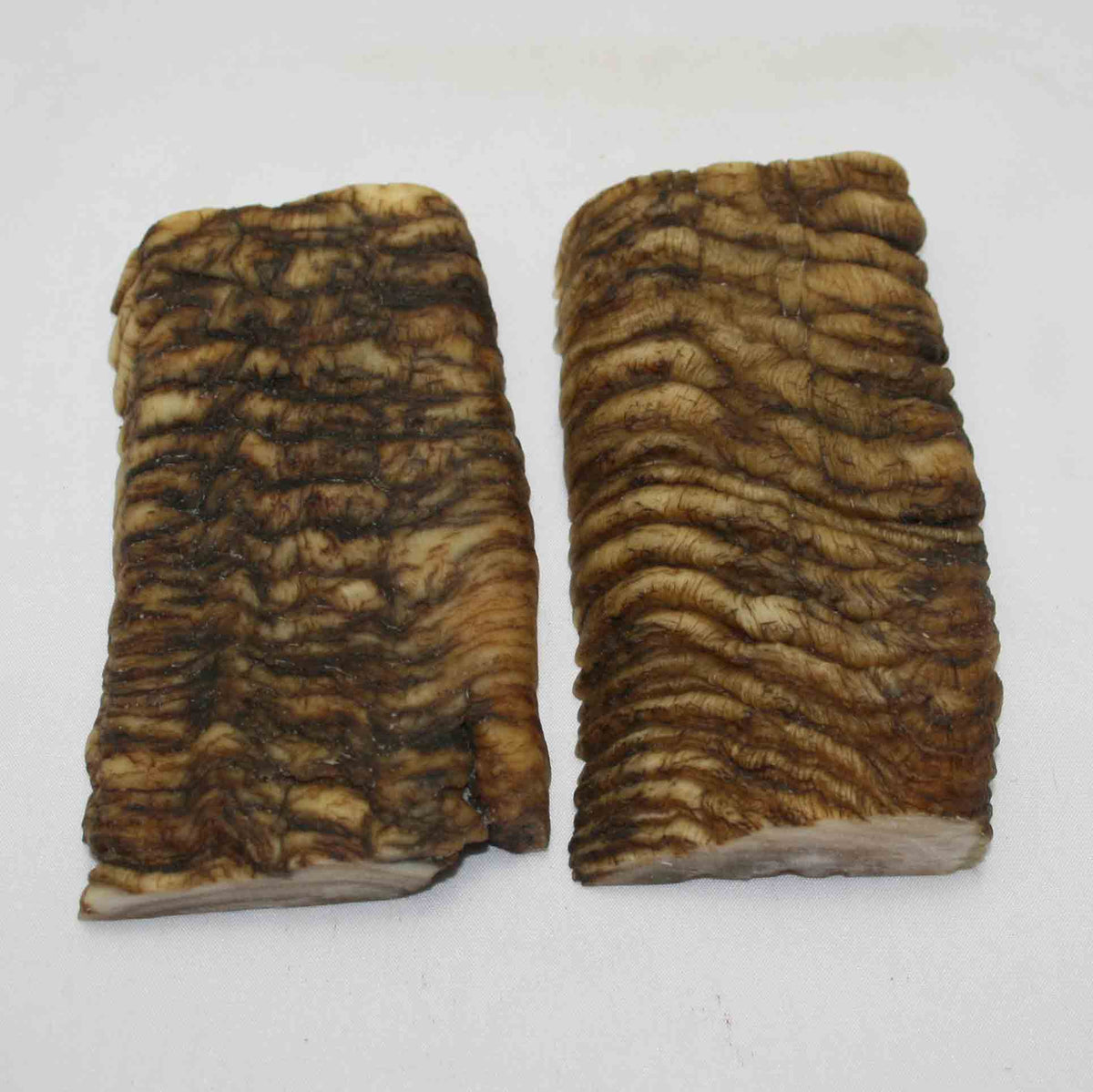 NB902MMA74 Merino Ram Horn Scales LARGE