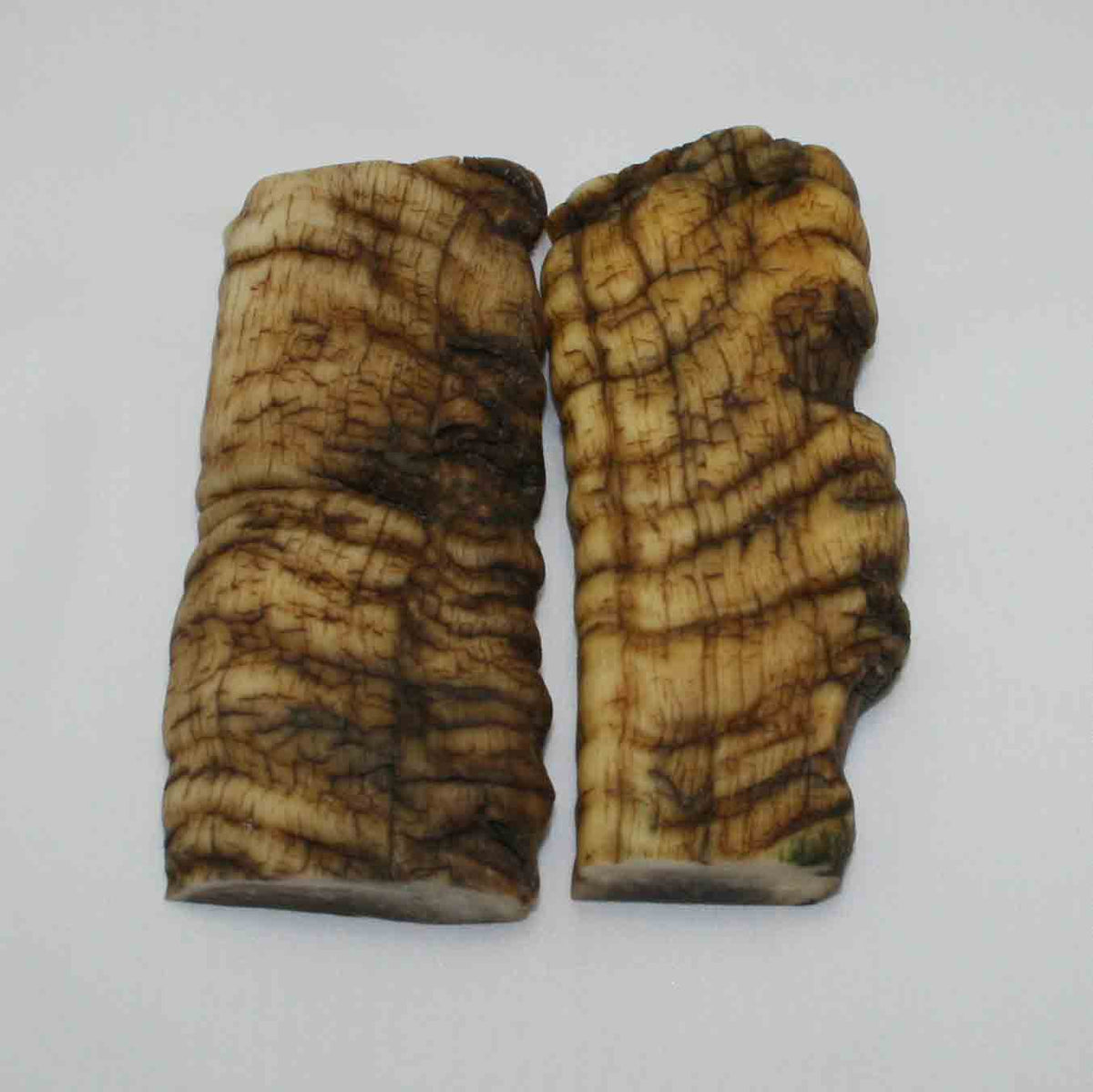 NB902MMA75 Merino Ram Horn Scales LARGE