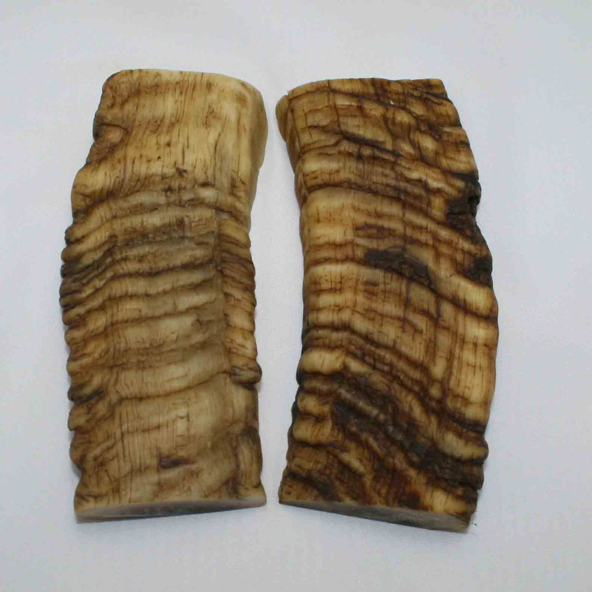 NB902MMA76 Merino Ram Horn Scales LARGE