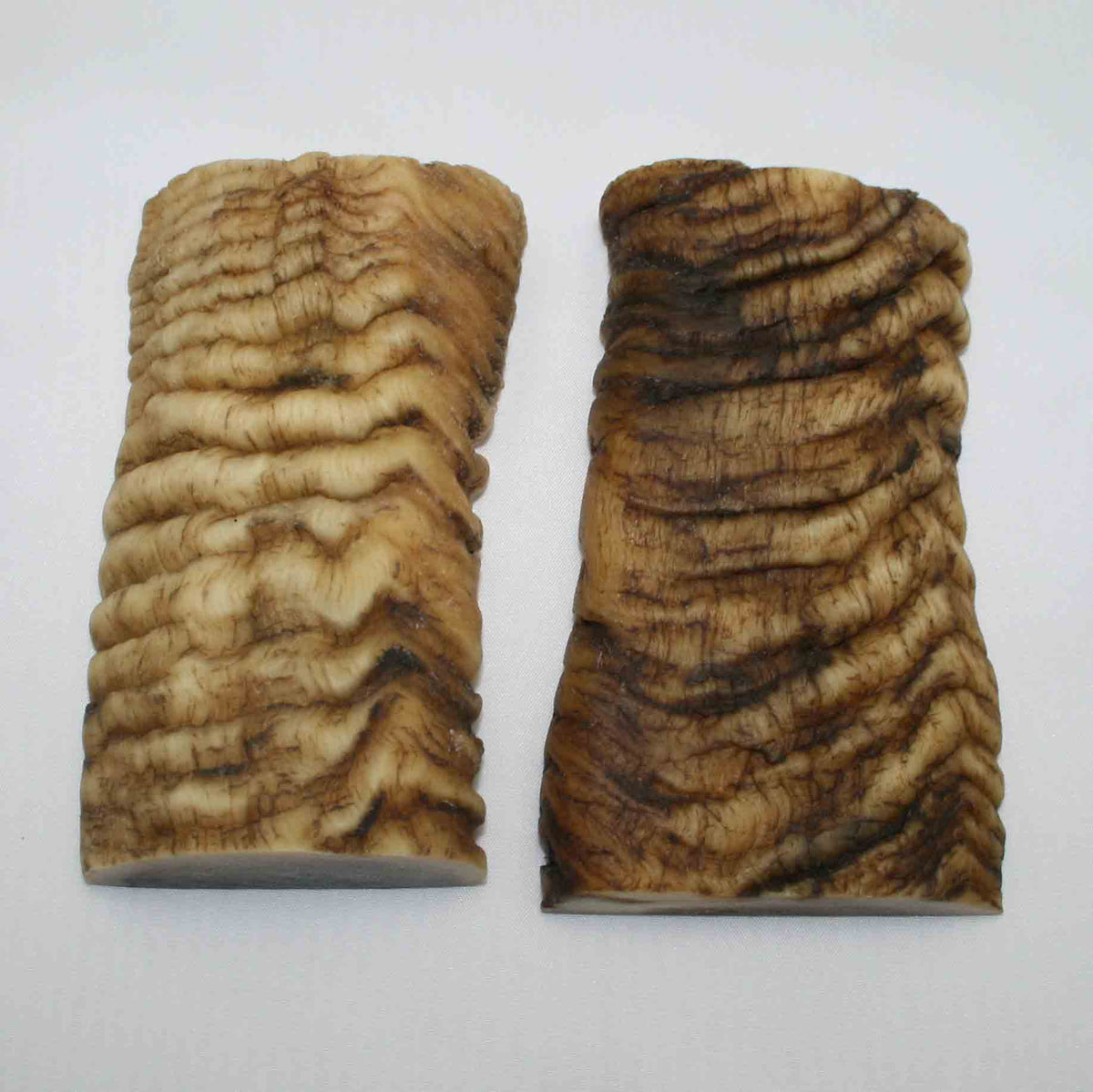 NB902MMA85 Merino Ram Horn Scales LARGE