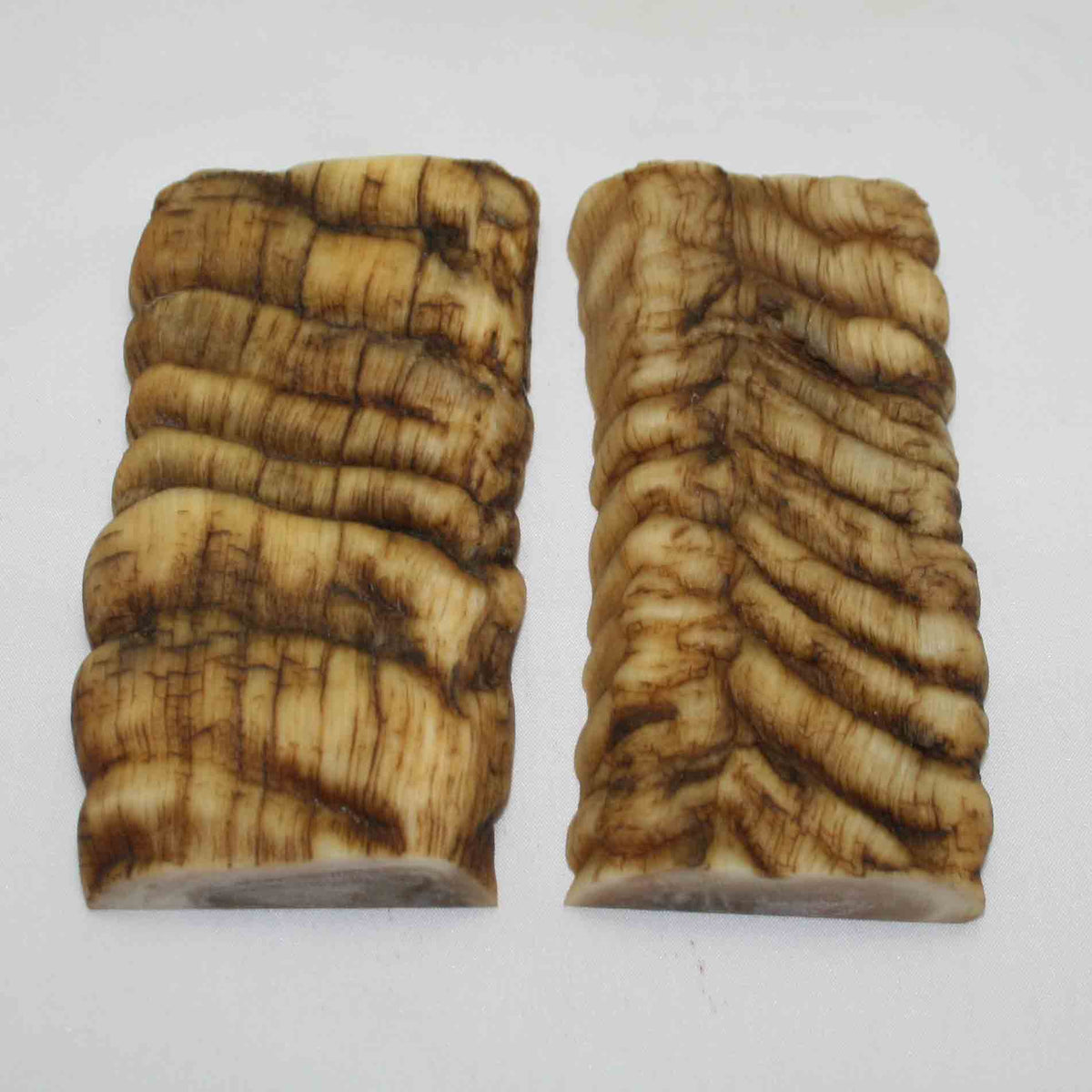 NB902MMA9 Merino Ram Horn Scales LARGE