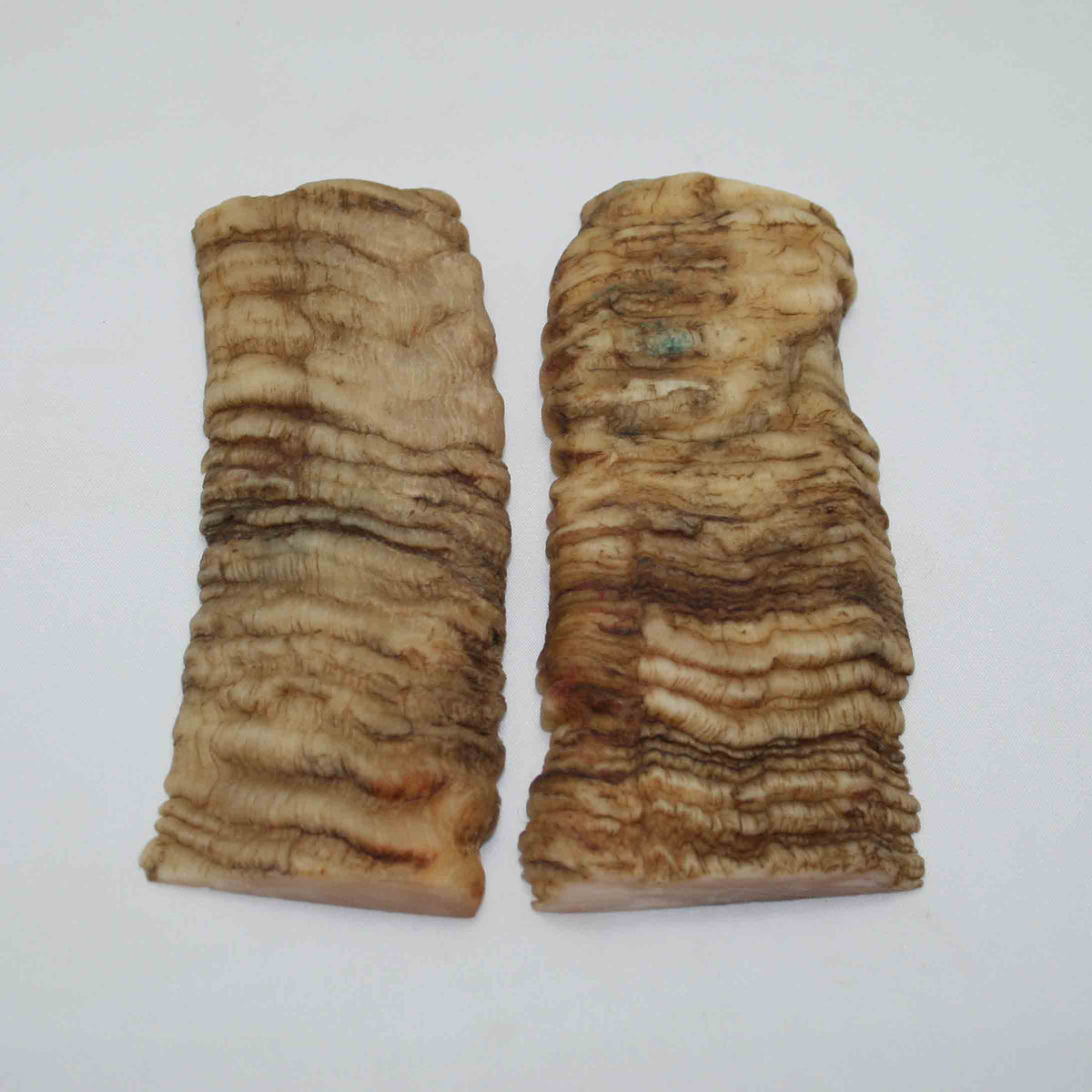 NB902NAM12 Merino Ram Horn Scales LARGE