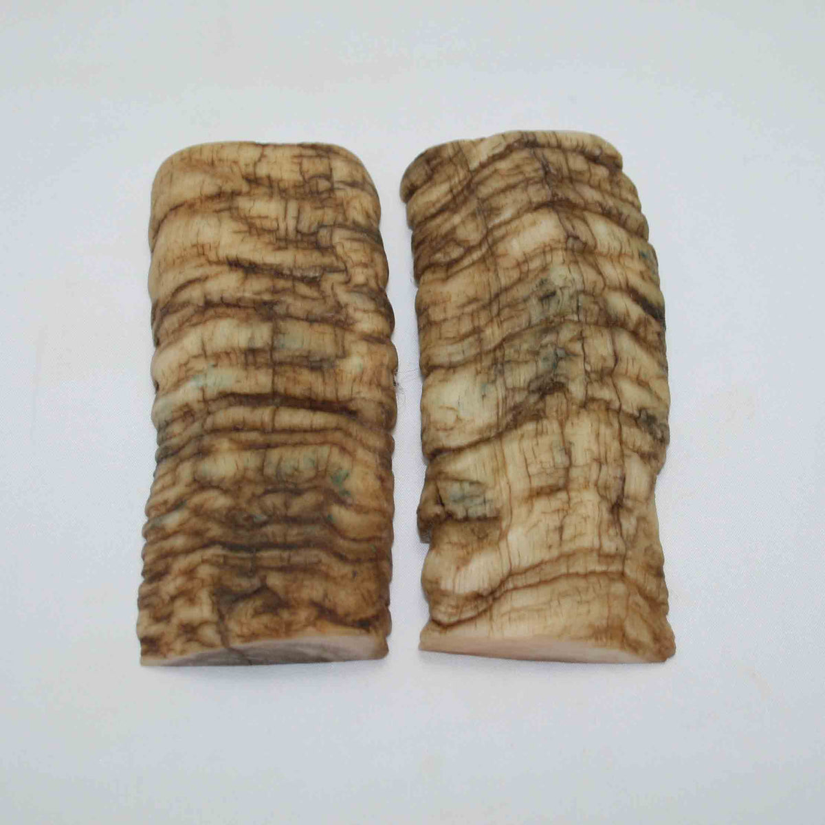 NB902NAM14 Merino Ram Horn Scales LARGE