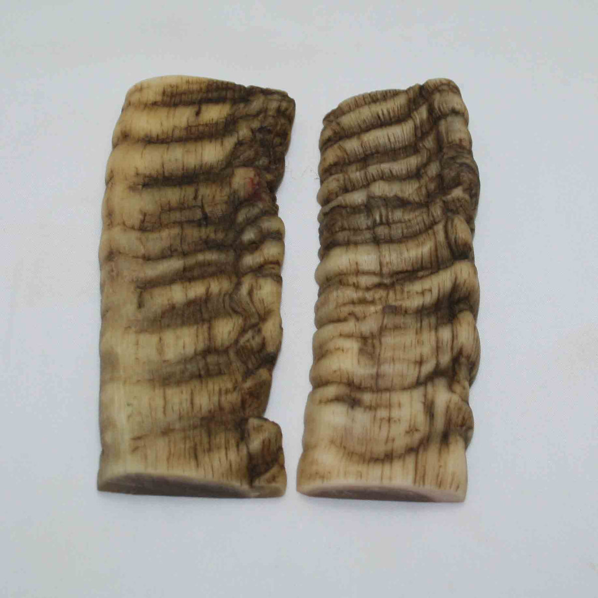 NB902NAM16 Merino Ram Horn Scales LARGE