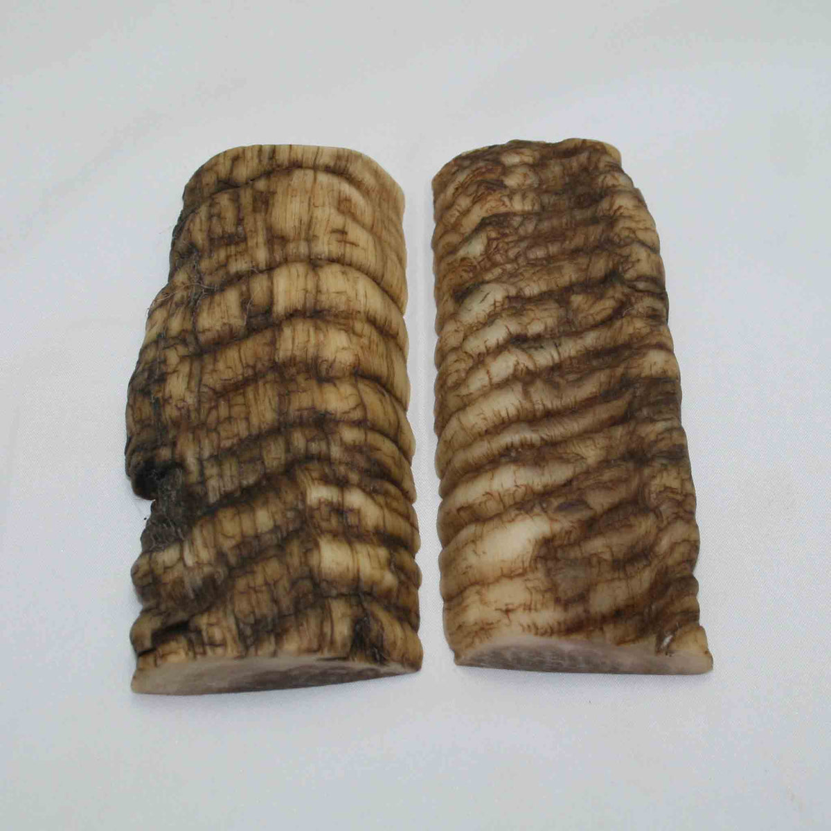 NB902NAM24 Merino Ram Horn Scales LARGE