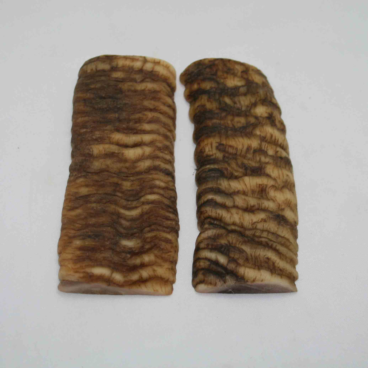 NB902NAM34 Merino Ram Horn Scales LARGE