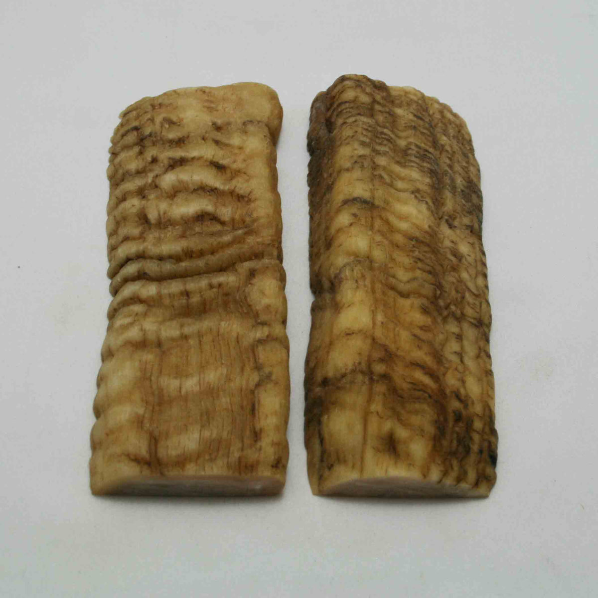 NB902NAM40 Merino Ram Horn Scales LARGE