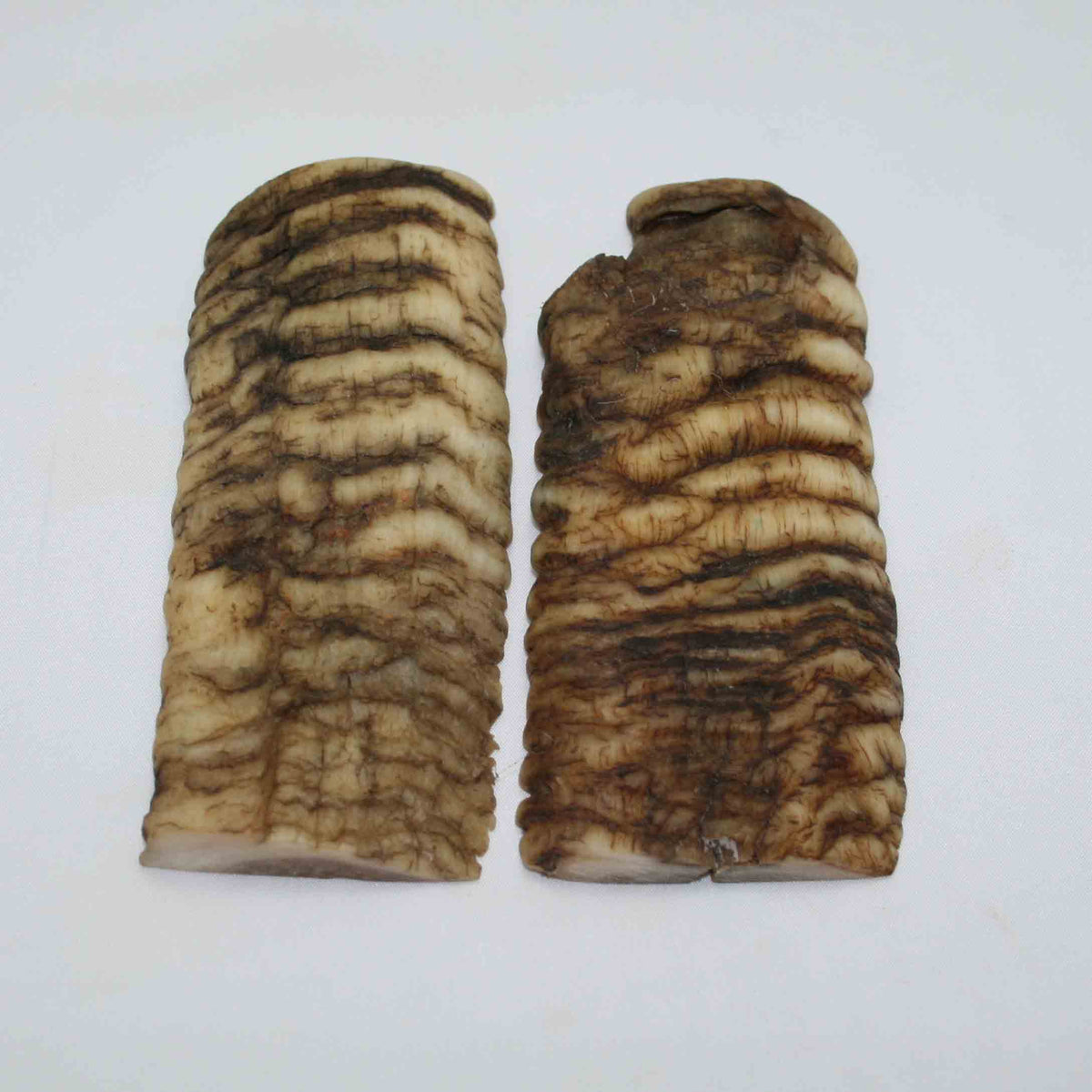 NB902NAM4 Merino Ram Horn Scales LARGE