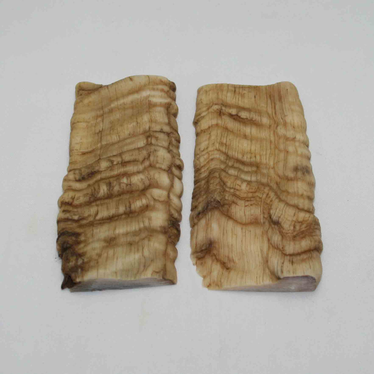 NB902NAM62 Merino Ram Horn Scales LARGE