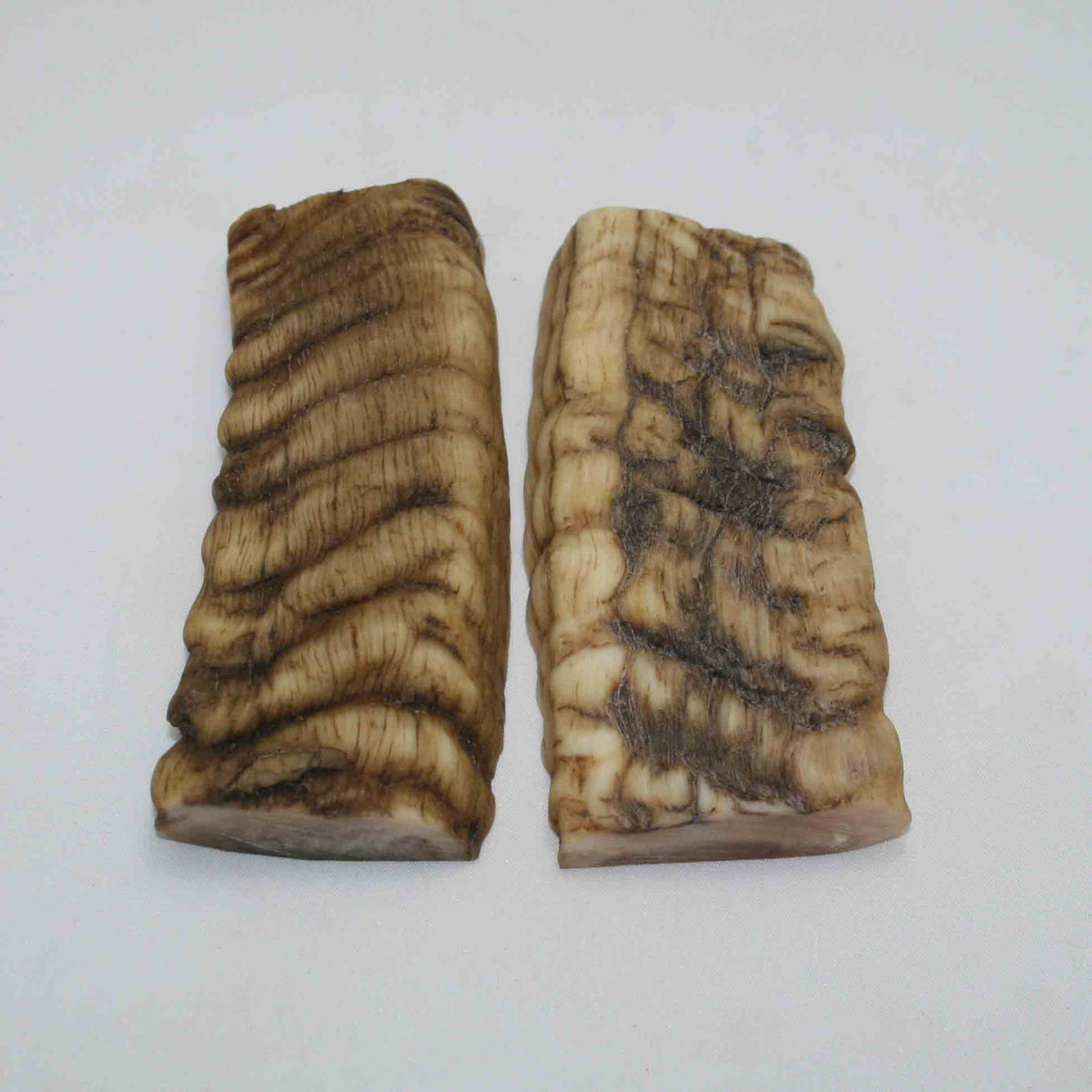 NB902NAM66 Merino Ram Horn Scales LARGE