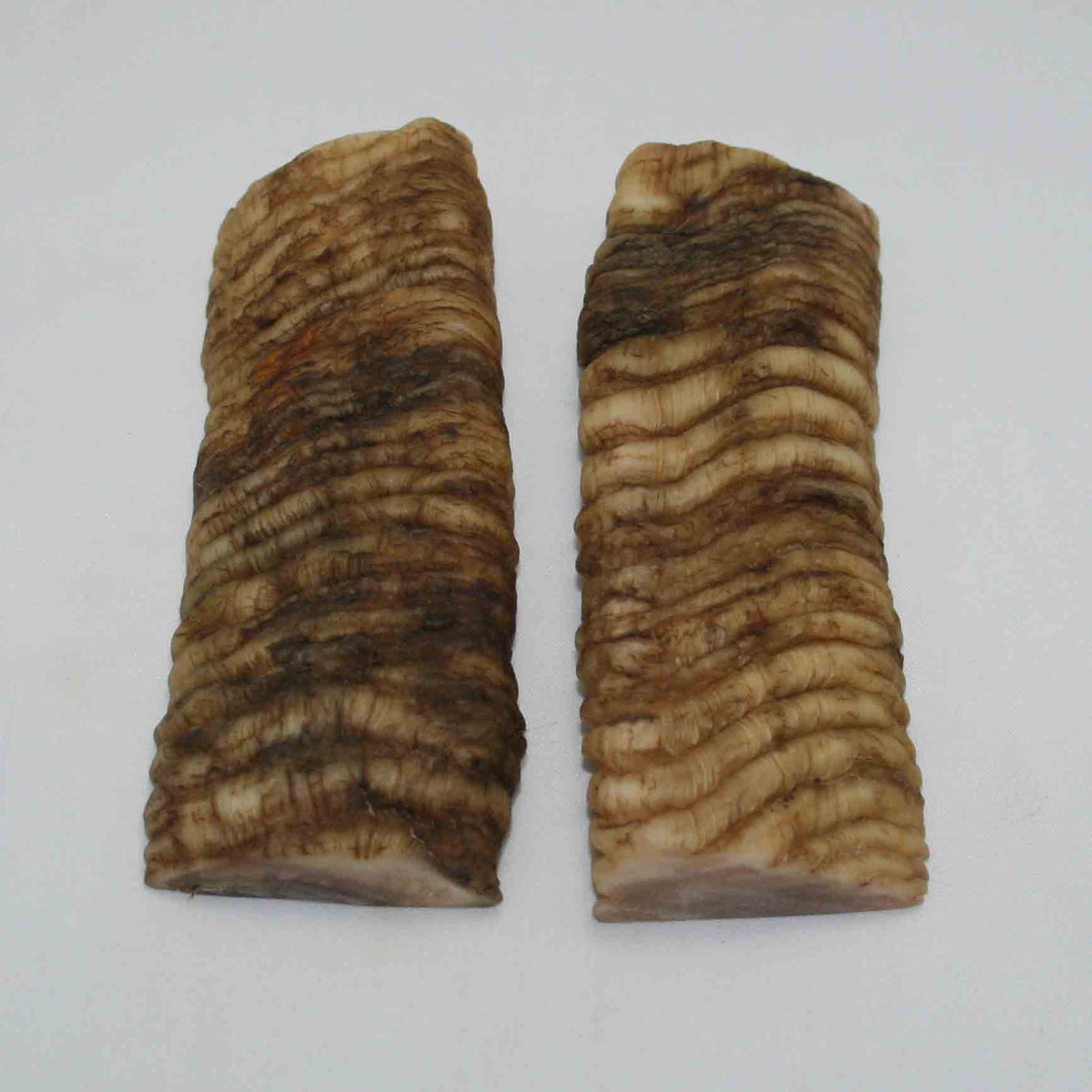 NB902NAM75 Merino Ram Horn Scales LARGE