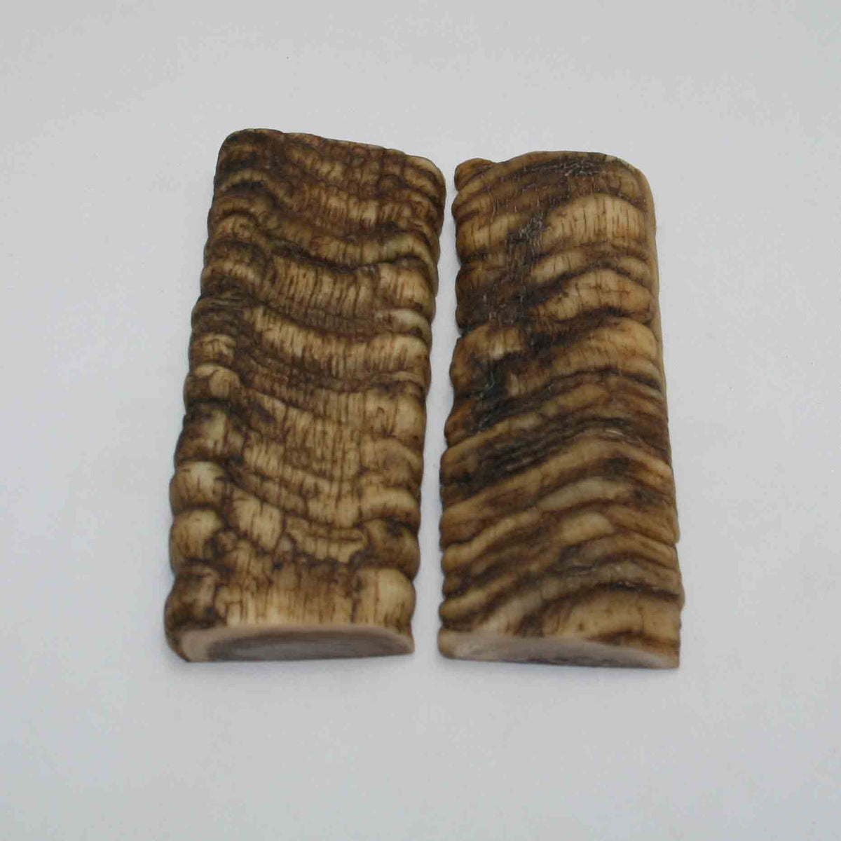 NB902NAM77 Merino Ram Horn Scales LARGE