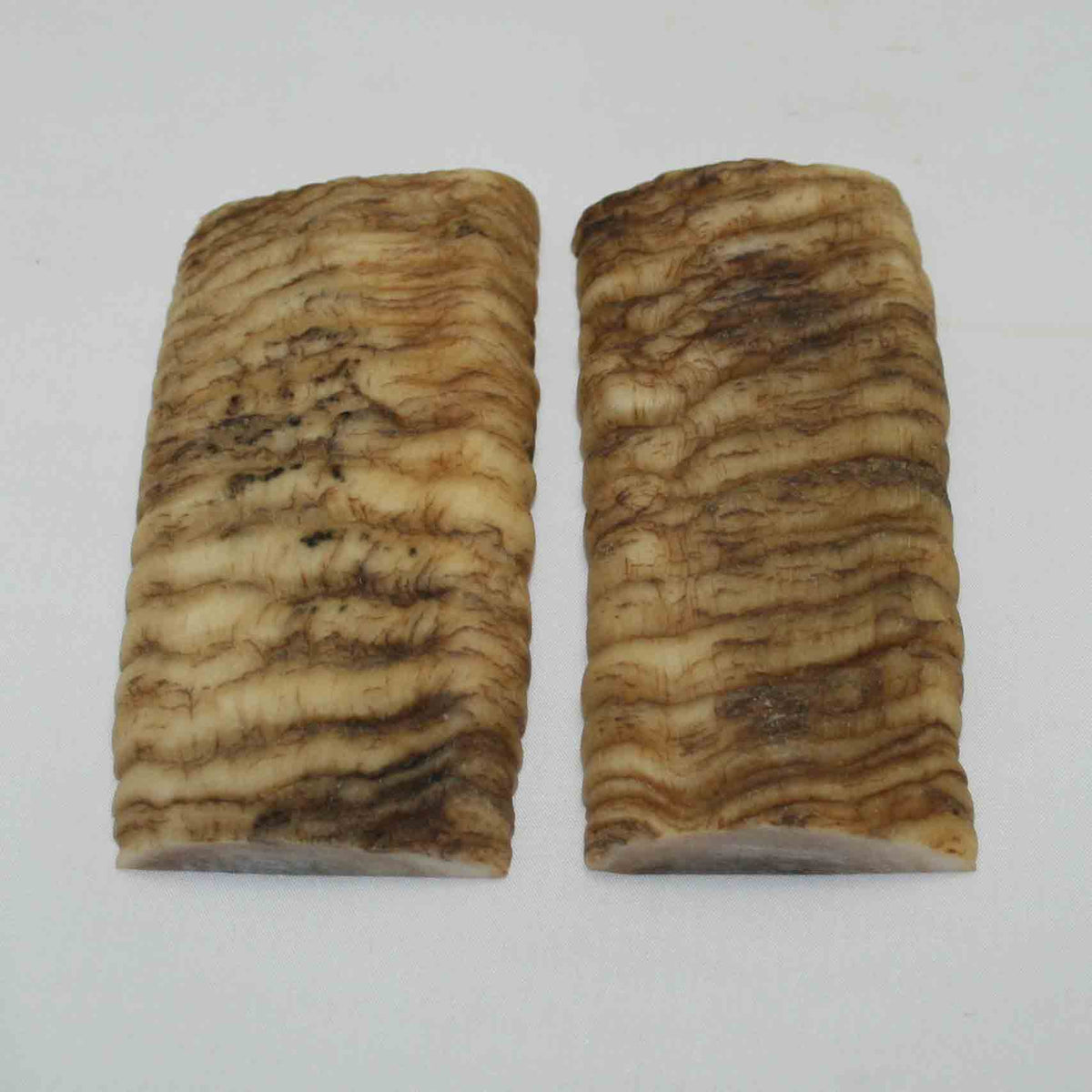 NB902NA10 Merino Ram Horn Scales LARGE 4.87" x 2.09" x 0.63" inch