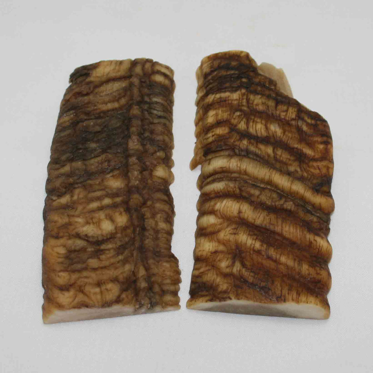 NB902NA15 Merino Ram Horn Scales LARGE 5.28/4.36" x 2.14" x 0.66" inch