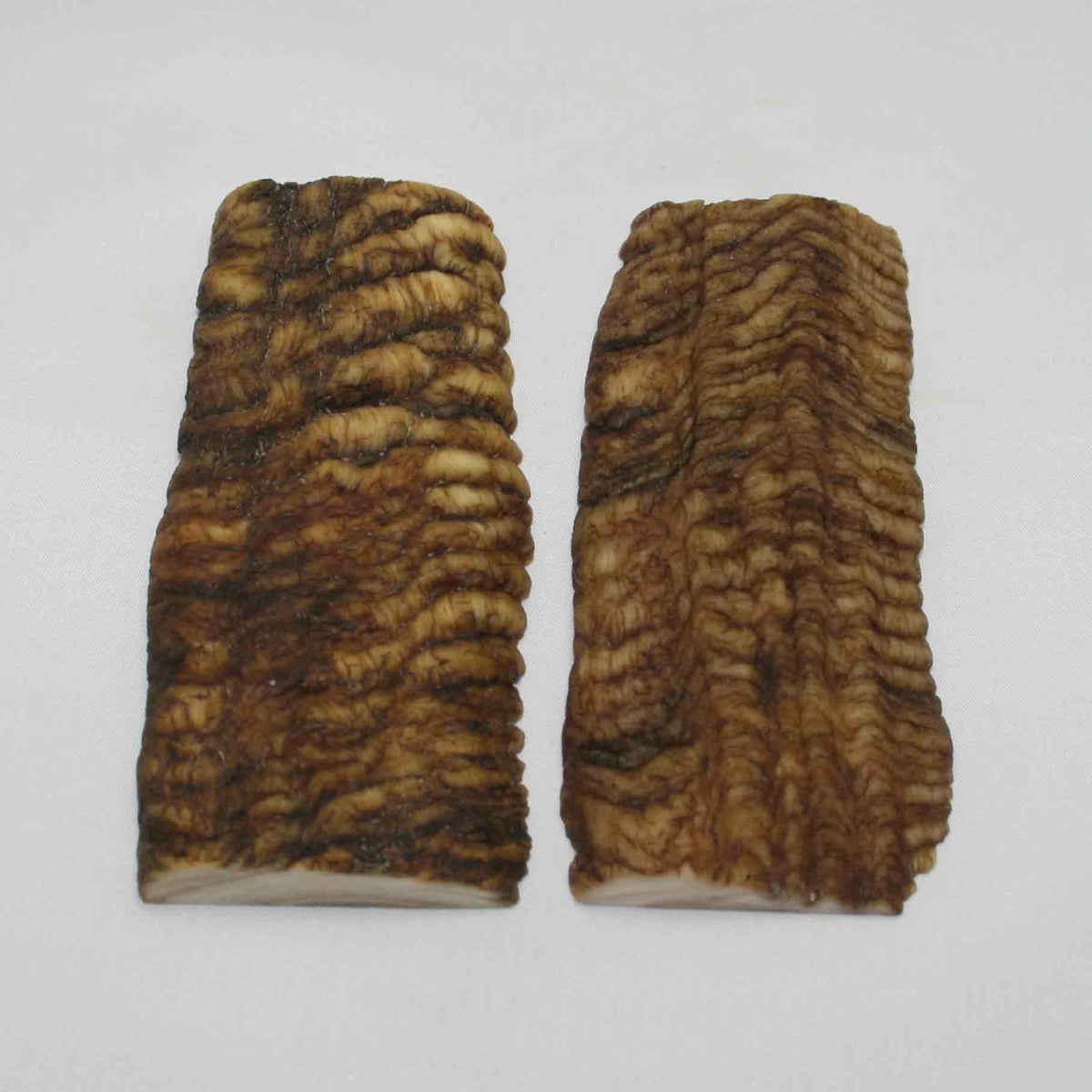 NB902NA16 Merino Ram Horn Scales LARGE 4.97" x 2.21" x 0.57" inch