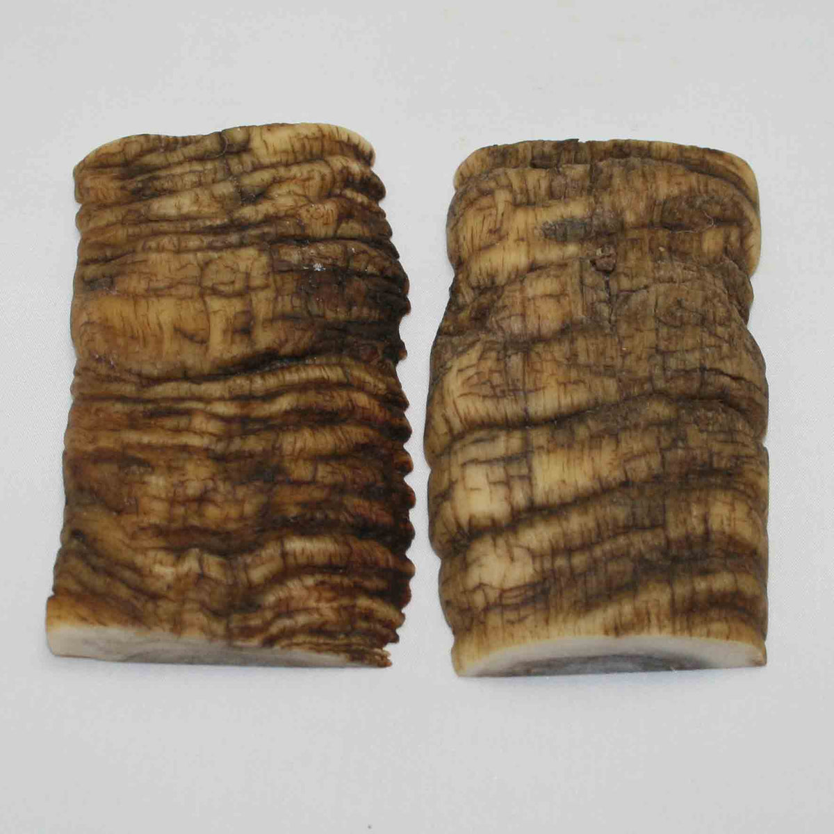 NB902NA1 Merino Ram Horn Scales LARGE 4.71" x 2.47" x 0.70" inch
