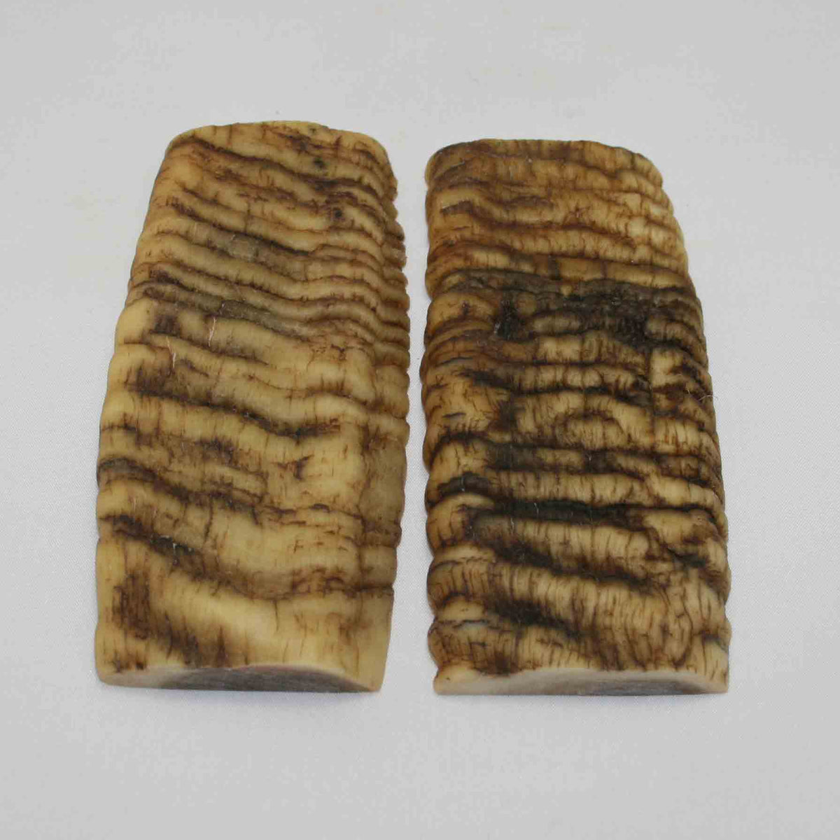 NB902NA22 Merino Ram Horn Scales LARGE 5.02" x 2.25" x 0.56" inch
