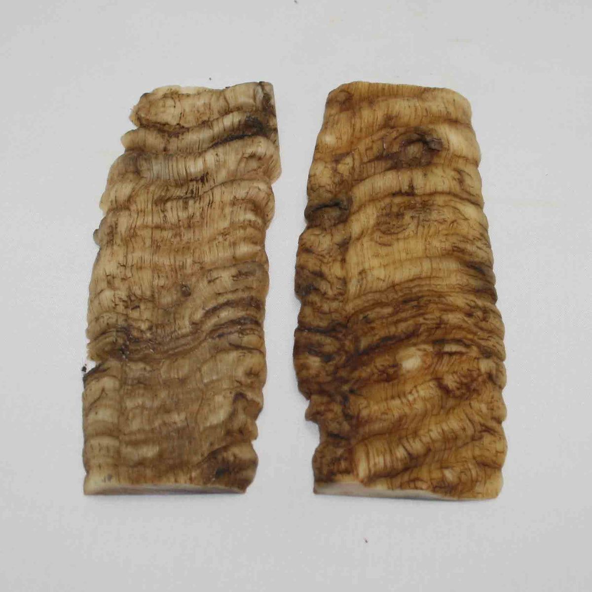 NB902NA26 Merino Ram Horn Scales LARGE 5.30" x 2.00" x 0.32" inch