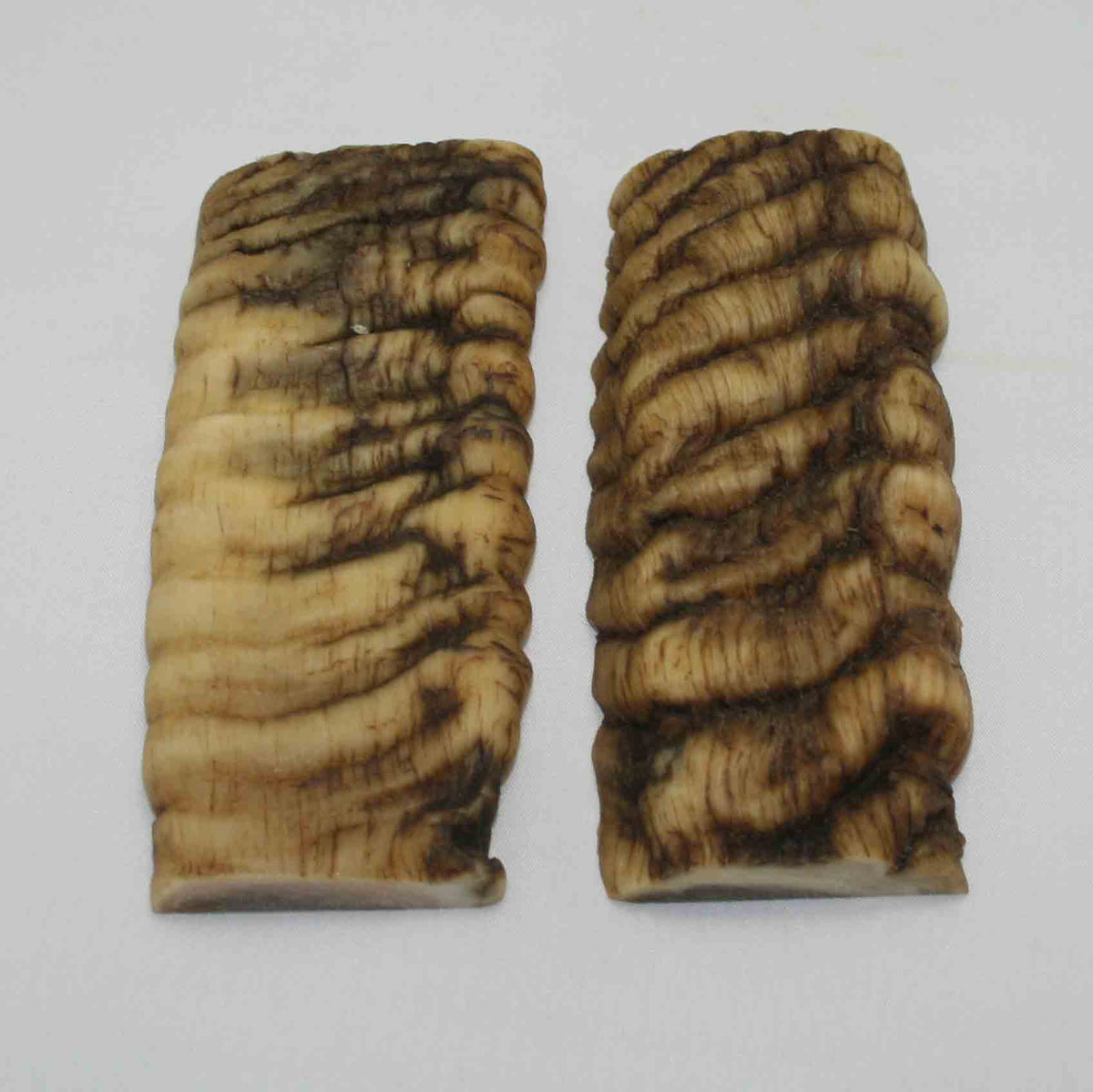 NB902NA3 Merino Ram Horn Scales LARGE 4.86" x 2.11" x 0.58" inch
