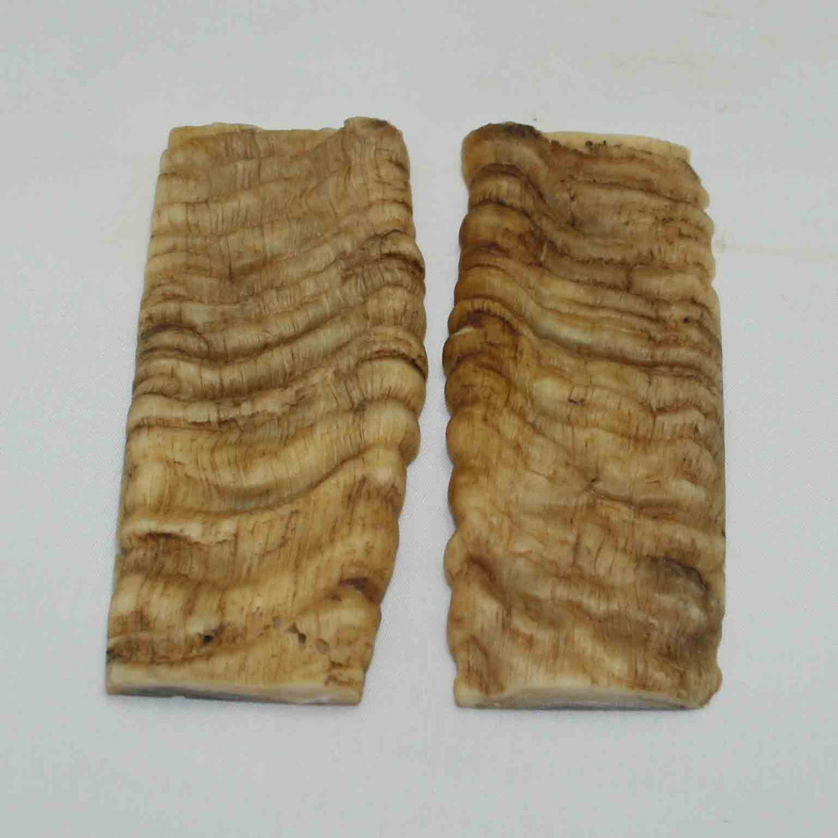 NB902NA9 Merino Ram Horn Scales LARGE 4.95" x 1.89" x 0.35" inch