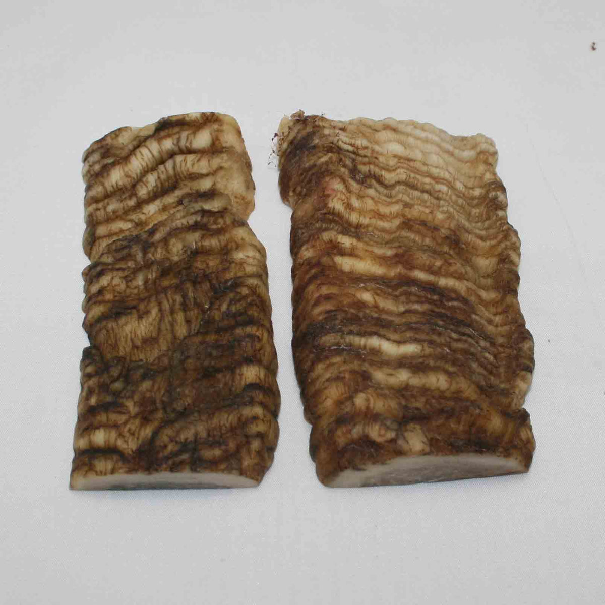 NB903LG23 Merino Ram's Horn Flat Block Scales