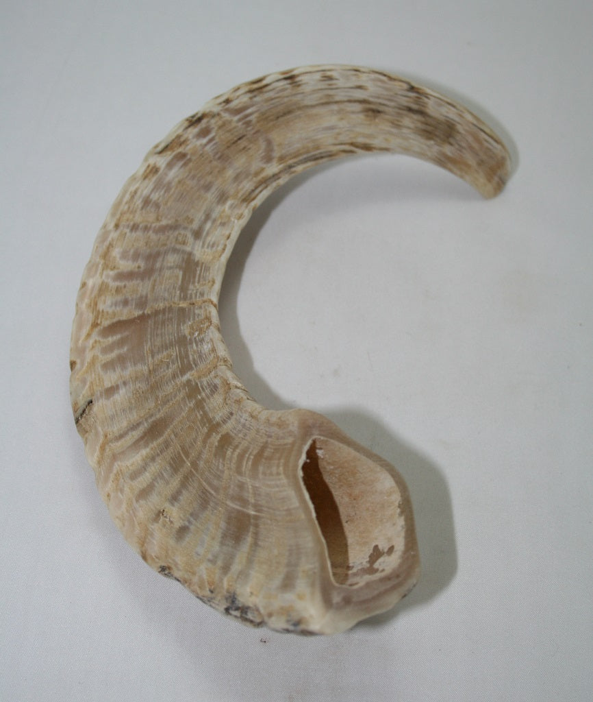 NB904MAN13 Merino Ram Horn Tip