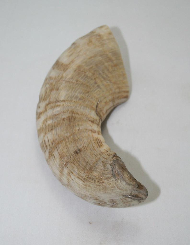 NB904MAN14 Merino Ram Horn Tip