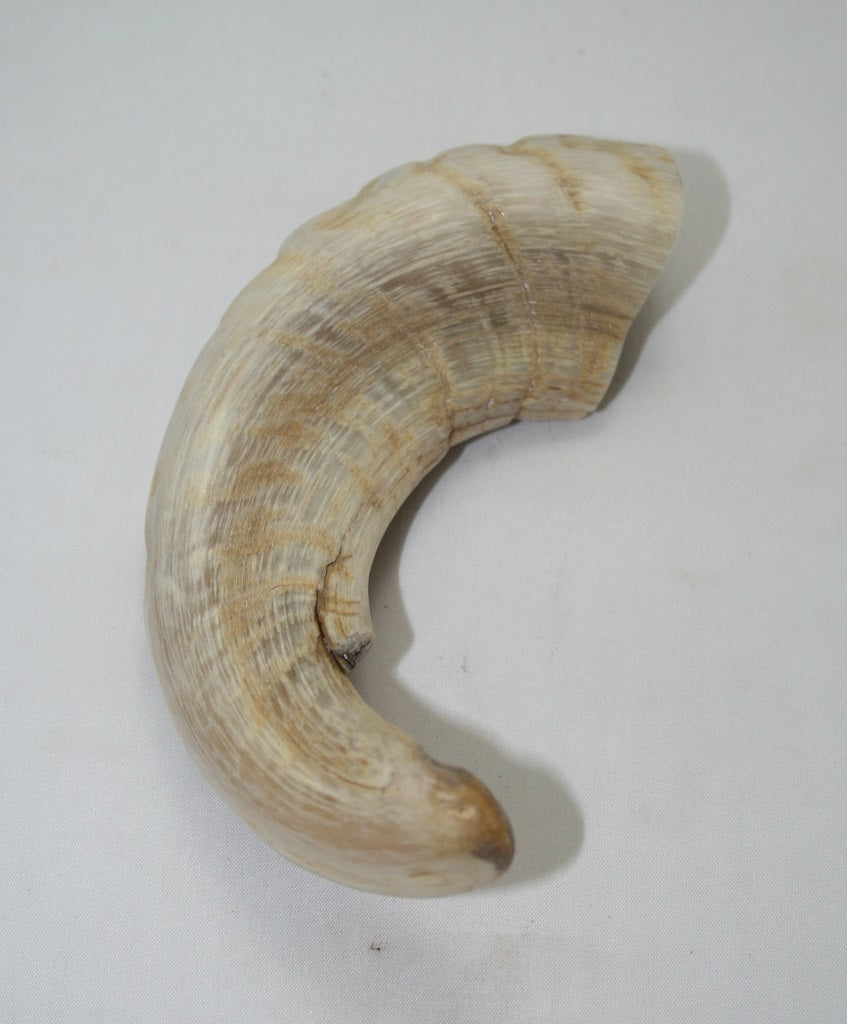 NB904MAN15 Merino Ram Horn Tip