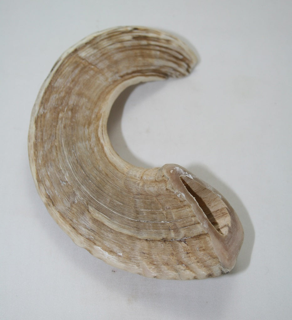 NB904MAN20 Merino Ram Horn Tip