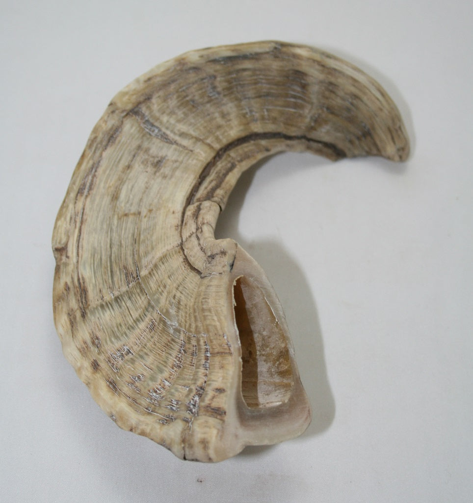 NB904MAN23 Merino Ram Horn Tip