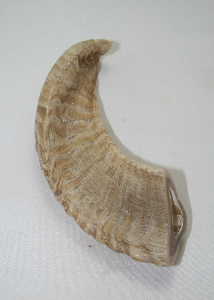 NB904MAN24 Merino Ram Horn Tip