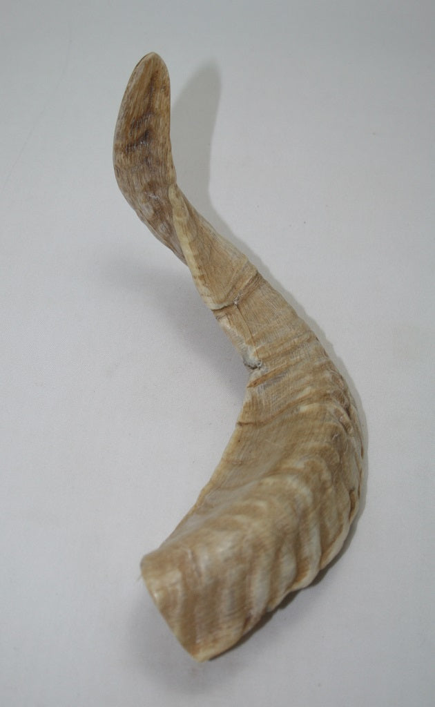 NB904MAN29 Merino Ram Horn Tip