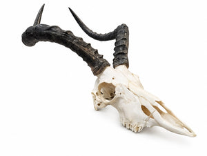 Genuine Impala Skulls
