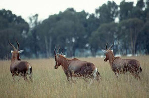 Blesbok Whole Horn