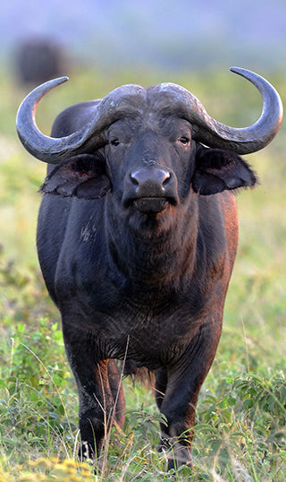Cape Buffalo Horn Tip Large - Jantz Supply