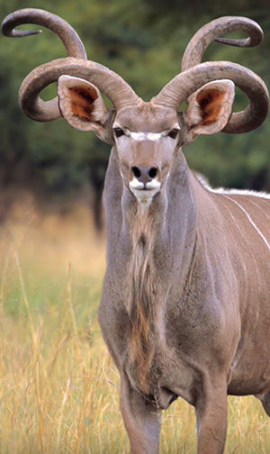 Kudu Horn Tip