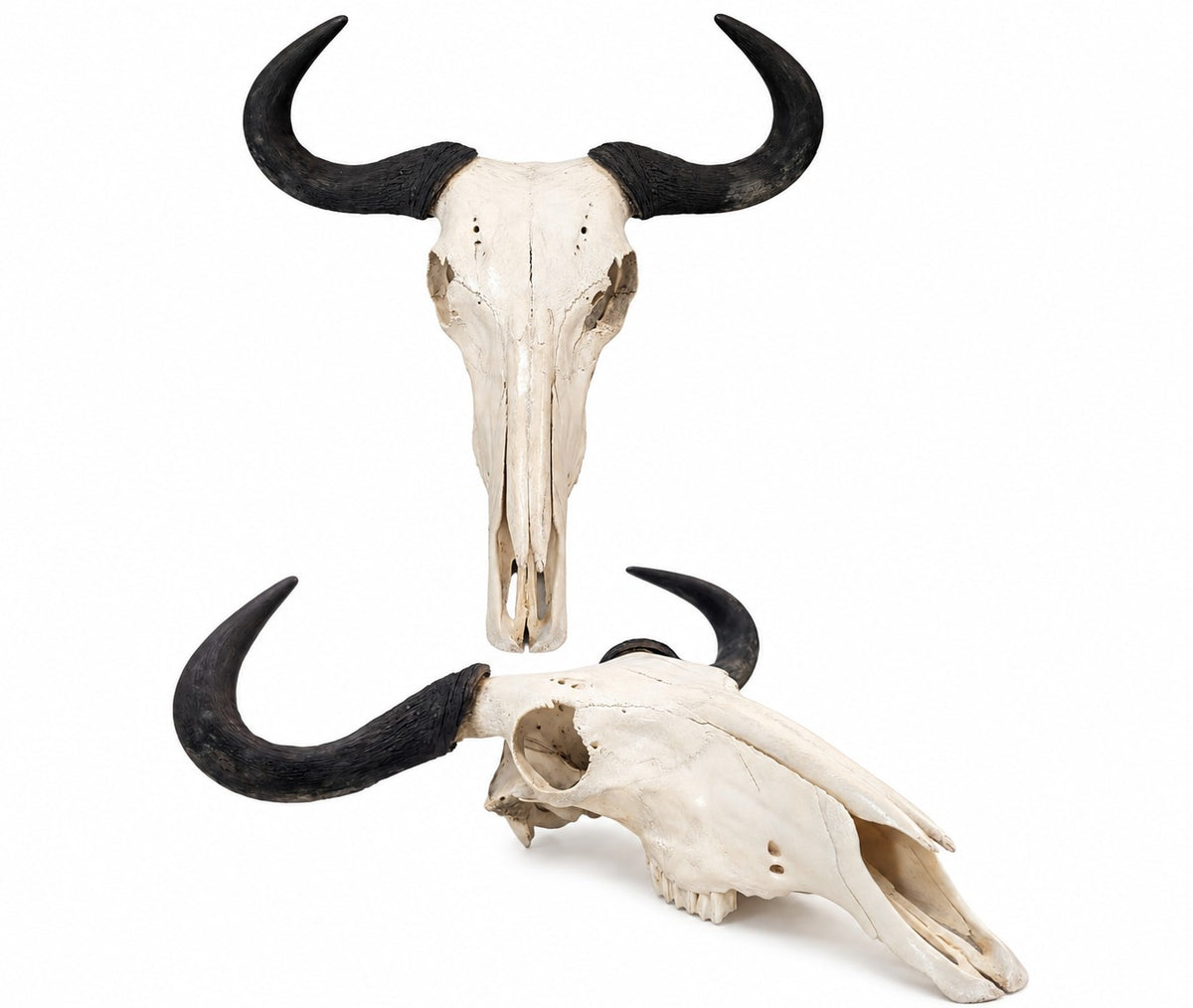 Genuine Wildebeest Skull