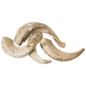 Merino Ram Horn Tip - Jantz Supply 