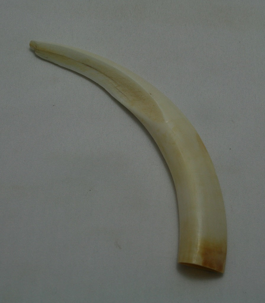 NB1703AYA11 Wart Hog Tusk (Small)