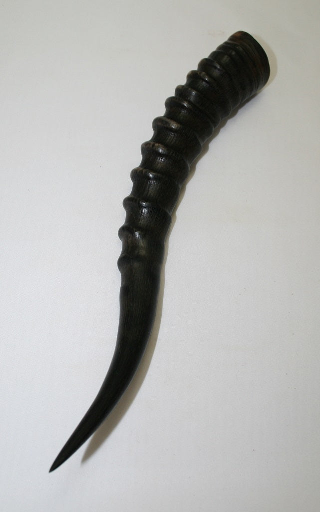 NB301AYA2 Blesbok Whole Horn