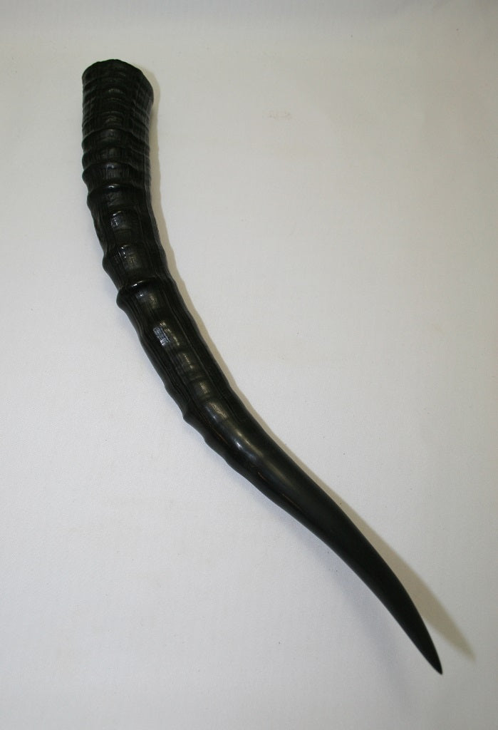 NB301AYA6 Blesbok Whole Horn