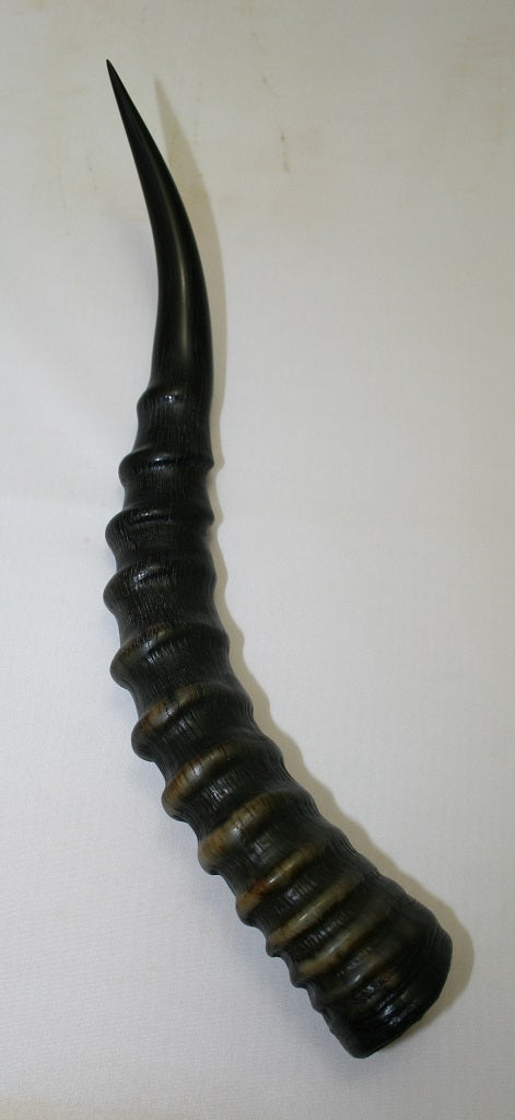 NB301AY13 Blesbok Whole Horn