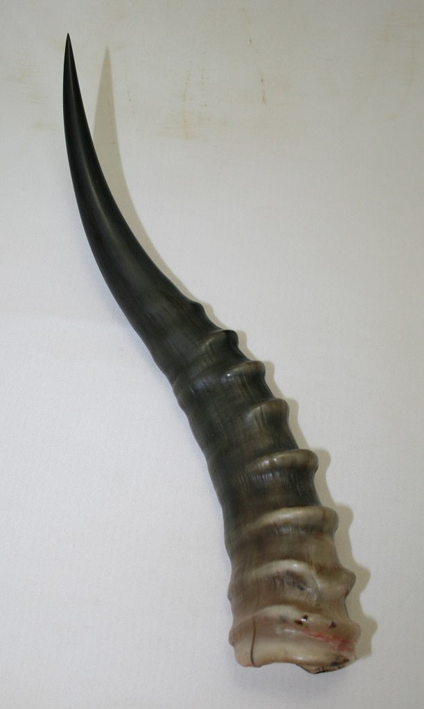 NB301AY14 Blesbok Whole Horn