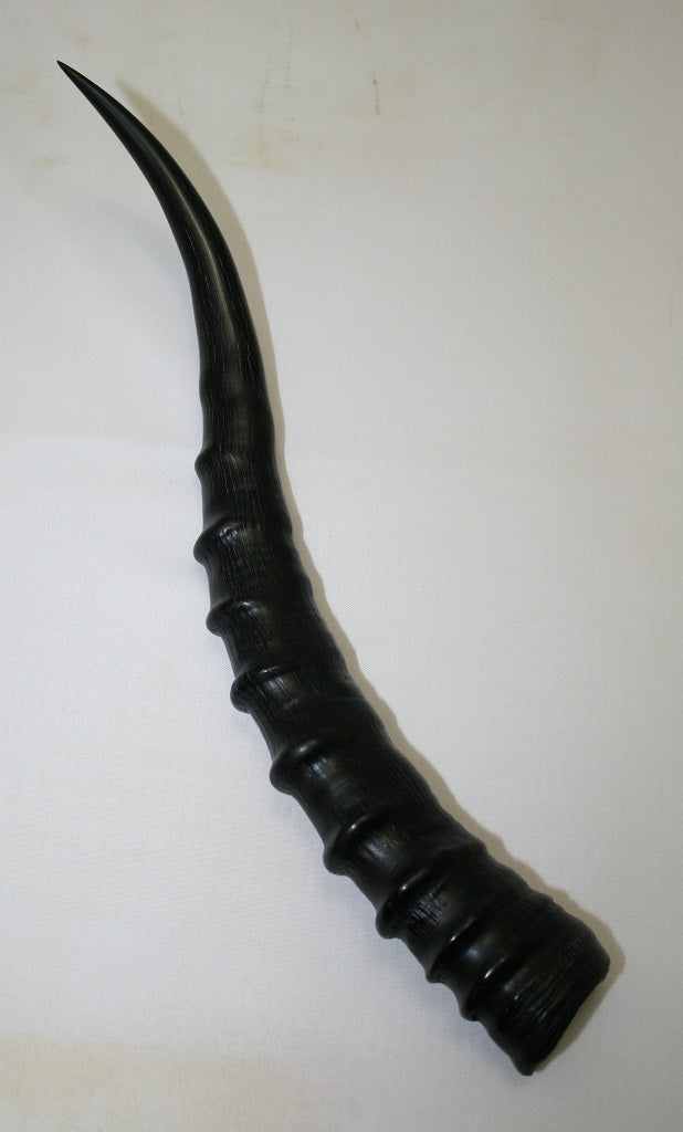 NB301AY20 Blesbok Whole Horn