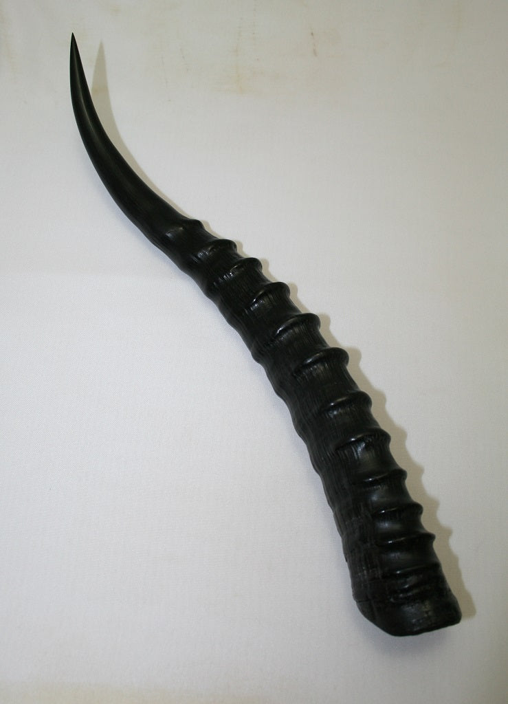 NB301AY9 Blesbok Whole Horn