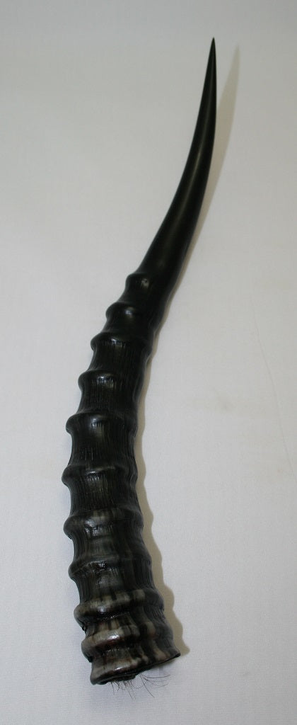 NB301LT8 Blesbok Whole Horn