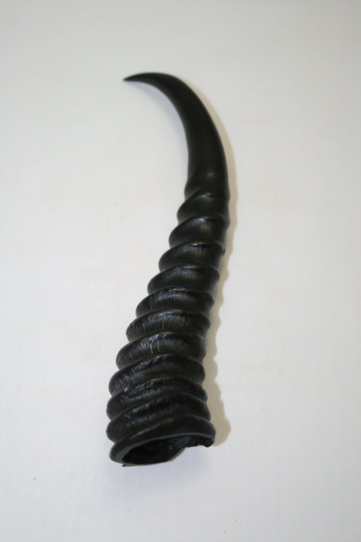 NB401LT10 Springbok Whole Horn Male