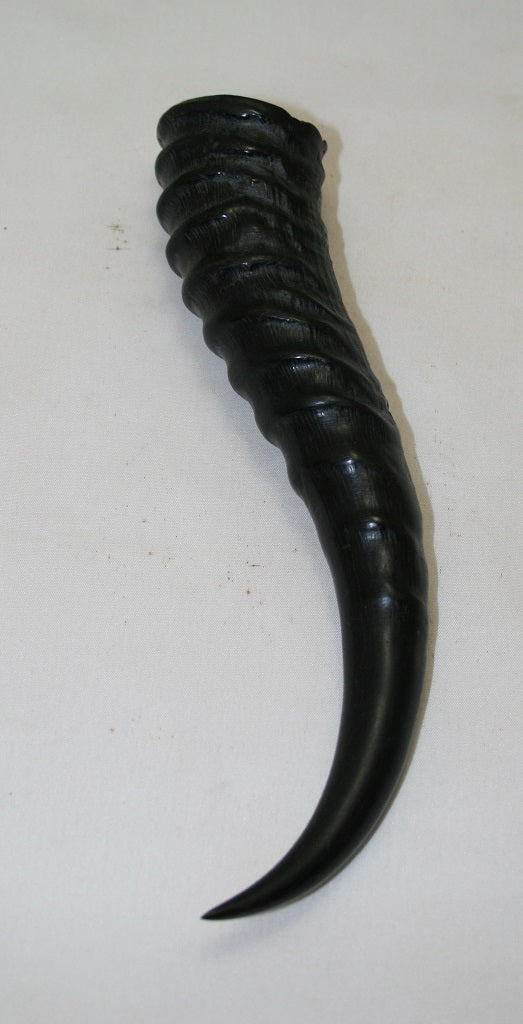 NB401MF15 Springbok Whole Horn Male